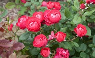 Oso Easy Rose, Rose Of The Year
Proven Winners
Sycamore, IL