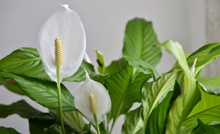 Peace Lily Flower, Spathiphyllum Flower, White Flower
Shutterstock.com
New York, NY