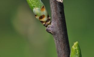 Pruning, Cut, Bud, Shrub
Alamy Stock Photo
Brooklyn, NY