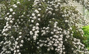 Summer Wine Ninebark, Physocarpus Opulifolius
Proven Winners
Sycamore, IL