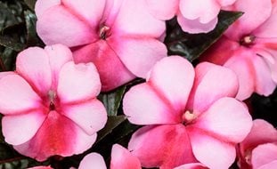 Infinity Blushing Crimson Impatiens, New Guinea Impatiens, Impatiens Hawkeri
Desert Garden Succulents & Cacti
Proven Winners
Sycamore, IL