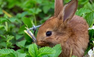 Rabbit In Garden, Strawberry Plant
Shutterstock.com
New York, NY