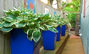 Side Yard With Bright Blue Containers, Hostas In Pots
Garden Design
Calimesa, CA