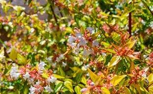 Kaleidoscope Abelia, Colorful Shrub
Shutterstock.com
New York, NY