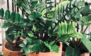 Zz Plant In Clay Pot, Zamioculcas Zamiifolia
Shutterstock.com
New York, NY