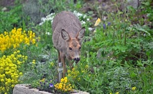 Deer In Garden
Shutterstock.com
New York, NY