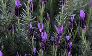 Lavandula Stoechas
Shutterstock.com
New York, NY