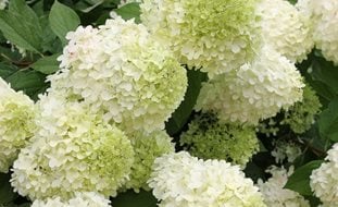 Limelight Hydrangea, Panicle Hydrangea, Paniculata, Green Flower
Proven Winners
Sycamore, IL