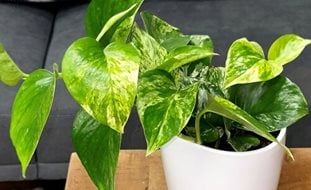 Marble Queen Pothos, Epipremnum Aureum
Proven Winners
Sycamore, IL