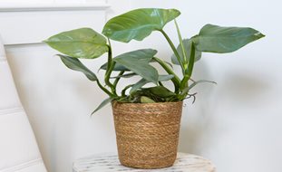 Prismacolor Silver Sword Philodendron, Philodendron Hastatum
Desert Garden Succulents & Cacti
Proven Winners
Sycamore, IL