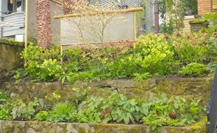 Overall_shot
Ornamental Grasses in Pots
Joanne Fuller (Homeowner)
Portland, OR