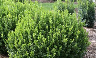 Guide to Growing Shrubs | Garden Design