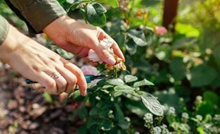 Deadheading Roses, Cutting Roses
Ornamental Grasses in Pots
Shutterstock.com
New York, NY