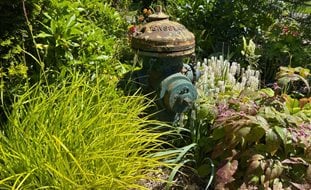 Fire Hydrant In Garden
Ornamental Grasses in Pots 
Garden Design
Calimesa, CA