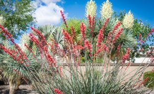 Aloe And Yucca Desert Landscape, Desert Landscaping
Shutterstock.com
New York, NY