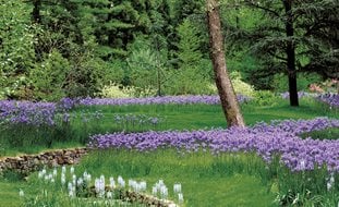 Camassia, Rain Garden
Garden Design
Calimesa, CA