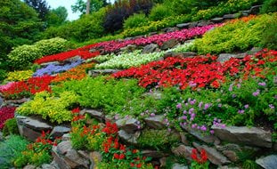 Colorful Flowers, Terraced Hillside
Garden Design
Calimesa, CA