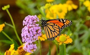 Monarch Butterfly On Pink Flowers, Butterfly Garden
Shutterstock.com
New York, NY