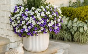 Petunias In White Pot, Growing Petunias In Pots
Proven Winners
Sycamore, IL