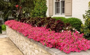 Supertunia Vista Paradise, Pink Petunias In Planter
Proven Winners
Sycamore, IL
