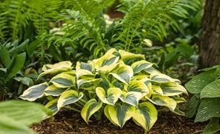 Hosta Autumn Frost, Shade Plant, Variegated Foliage
Small Garden, Big Interest
Proven Winners
Sycamore, IL