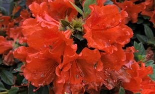 Perfecto Mundo Orange Azalea, Orange Azalea Flowers
Desert Garden Succulents & Cacti
Proven Winners
Sycamore, IL