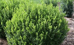 Boxwood, Sprinter
Proven Winners
Sycamore, IL