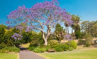 Jacaranda Tree, Purple Trees
Garden Design
Calimesa, CA