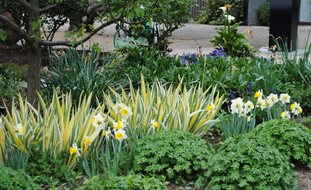 Yellow And White Daffodils
Garden Design
Calimesa, CA