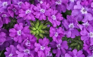 Superbena Violet Ice, Purple Verbena
Desert Garden Succulents & Cacti
Proven Winners
Sycamore, IL