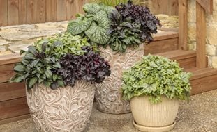 Perennial Plants In Containers
Proven Winners
Sycamore, IL