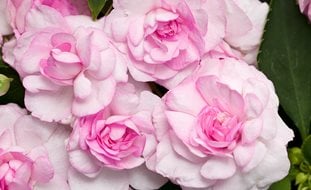 Rockapulco Appleblossom, Impatiens, Impatiens Walleriana
Proven Winners
Sycamore, IL