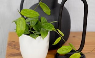 Teacup Anemone Hoya, Hoya Fitchii
Proven Winners
Sycamore, IL