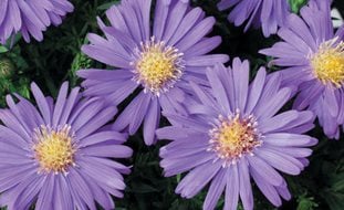 Sapphire Mist Aster, Purple Flower, Aster
Proven Winners
Sycamore, IL