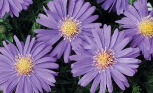 Sapphire Mist Aster, Purple Flower, Aster
Proven Winners
Sycamore, IL