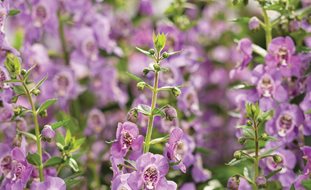 Angelface Steel Blue Angelonia, Angelonia Hybrid, Summer Flower
Proven Winners
Sycamore, IL