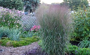 Apache Rose Switchgrass, Panicum Virgatum
Proven Winners
Sycamore, IL