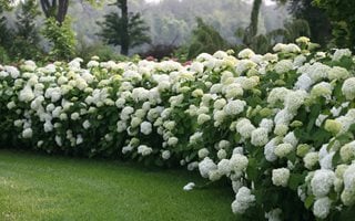 Incrediball Smooth Hydrangea, White Flowers, Landscape Shrub Proven Winners Sycamore, IL