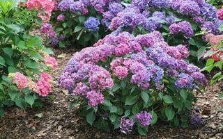 Let's Dance Lovable Hydrangea, Hydrangea Macrophylla
Proven Winners
Sycamore, IL