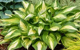 Miss America Hosta, Hossta Hybrid
Proven Winners
Sycamore, IL