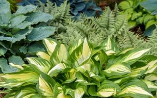 Miss America Hosta, Hossta Hybrid
Proven Winners
Sycamore, IL