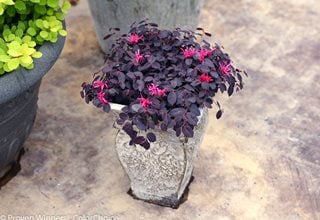 Jazz Hands Mini Loropetalum, Chinese Fringe Flower, Dwarf Loropetalum
Proven Winners
Sycamore, IL