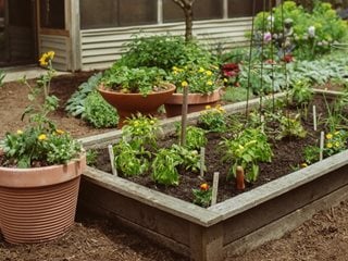 Raised Beds for Vegetable Gardening