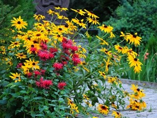 Black Eyed Susan , Bee Balm
"Dream Team's" Portland Garden
Shutterstock.com
New York, NY