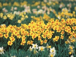 Daffodil Flowers: How To Grow Narcissus Bulbs | Garden Design