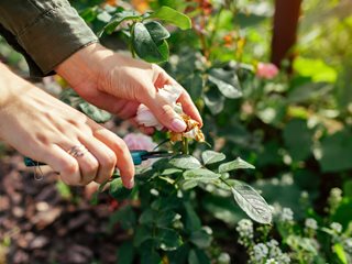 Deadheading Roses, Cutting Roses
"Dream Team's" Portland Garden
Shutterstock.com
New York, NY