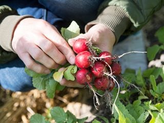 Fall Planting, Vegetable Planting, Radishes  "Dream Team's" Portland Garden  Alamy Stock Photo  Brooklyn, NY