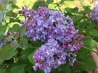 Scentara Double Blue Lilac, Syringa Hyacinthiflora, Blue Lilac
"Dream Team's" Portland Garden
Proven Winners
Sycamore, IL