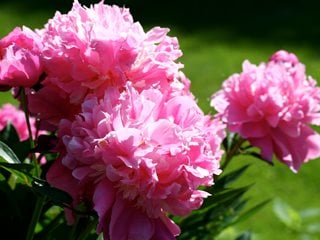 Dividing peonies outlet