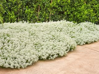 Alyssum How To Plant Care For Sweet Alyssum Flowers Garden Design